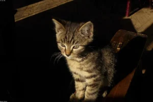 # 🔴 **Nueva Vulnerabilidad CRÍTICA en Apache Log4j 2.x: Explotación Activa en Entornos Empresariales**